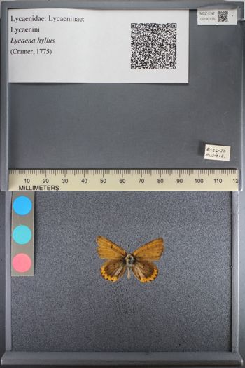 Media type: image;   Entomology 193135
